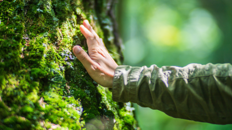 A hand touching a mossy tree